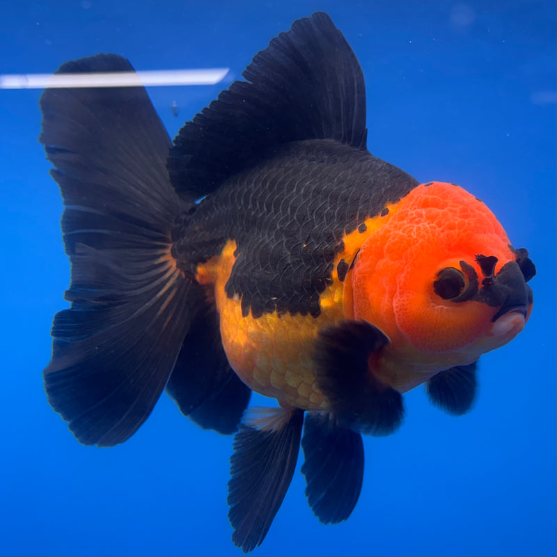 Thai Oranda Apache 4” Body Female(CK-816)R1A04