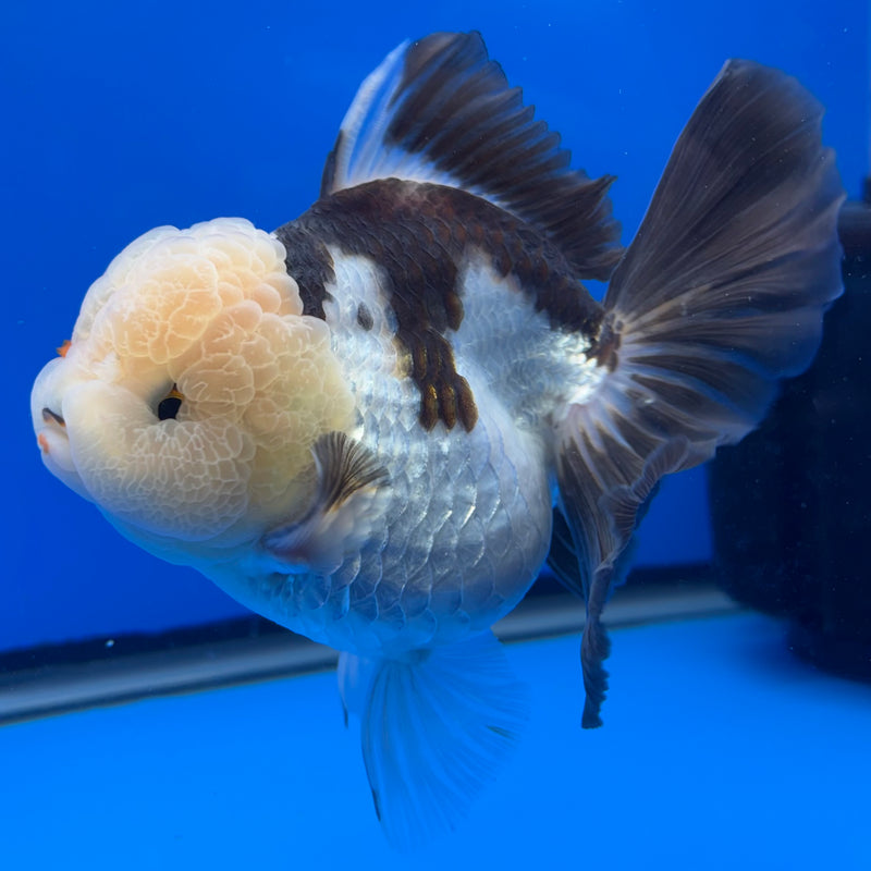 Thai Oranda AA JUMBO Panda 4” Body Female(AA-CK-1351)R1BLUETUB3