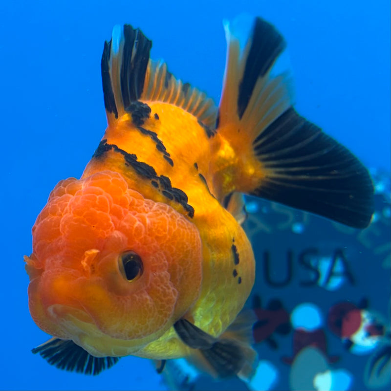 Thai Oranda SHOGUN 2.5” Body Female(CK-1154)R3A10