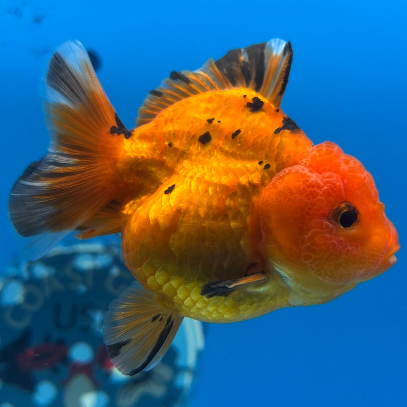 Thai Oranda SHOGUN 2.5” Body Female(CK-1154)R3A10