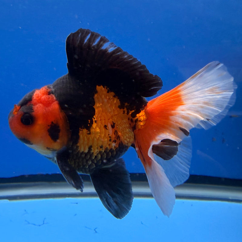 Thai Oranda Apache Tri 4in Male (FEB-311)R2B04