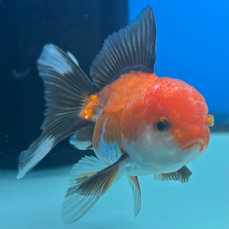 Thai Oranda Apache 2.5” Body Male(CK-1287)R3B02