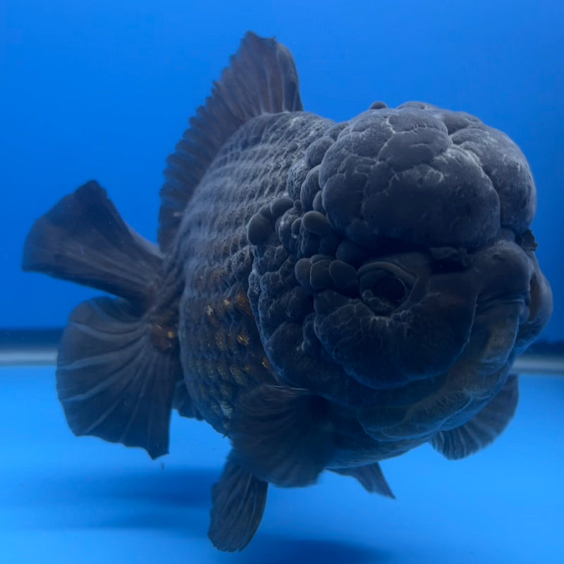 Thai Oranda JUMBO Full Black 5.5” Body Male(NKT-CK-640)BLUETUB2