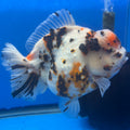 Thai Oranda Tri-Color Tiger 4.5" Female (NKT-CK-1566)BLUETUB-B