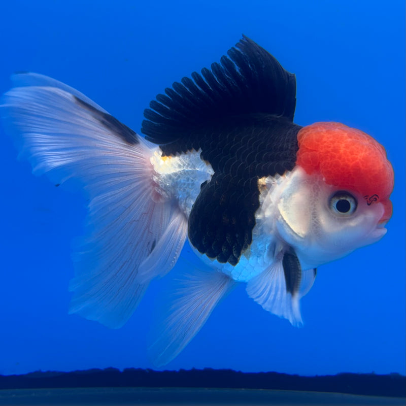 Thai Oranda Tri-Color 3” Body Male(CK-723)R1A01