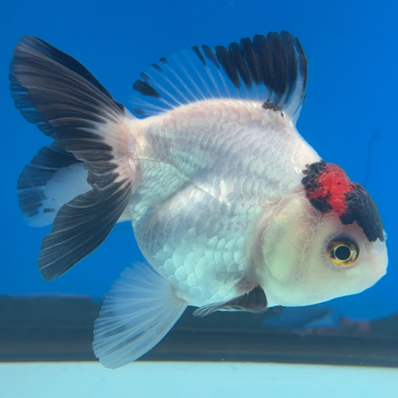 Thai Oranda NOK Tri-Color 2.5” Body Female(NOK-CK-1183)R3B15