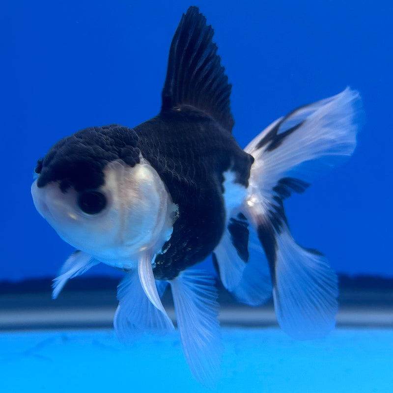 Thai Oranda Panda 2.5” Body Male(CK-1250)R3B08