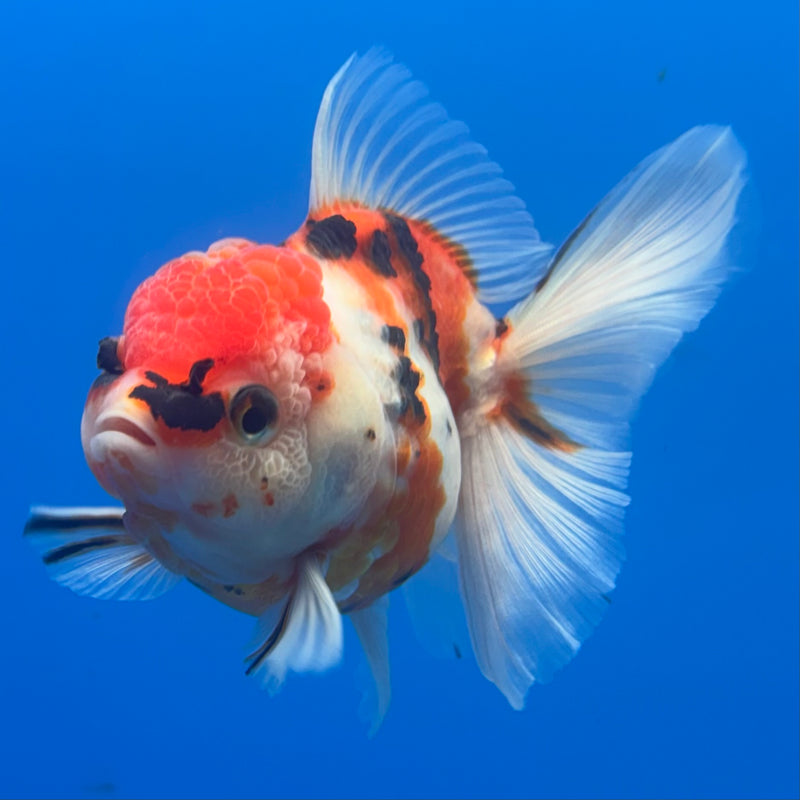 Thai Oranda Tri-Color Calico Tiger 3” Body Male(CK-684)R1A07