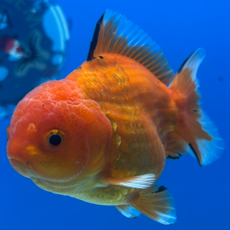 Thai Oranda Calico Red Yuanbao by SHOGUN 3” Body Male(CK-1203)SHOWTANK