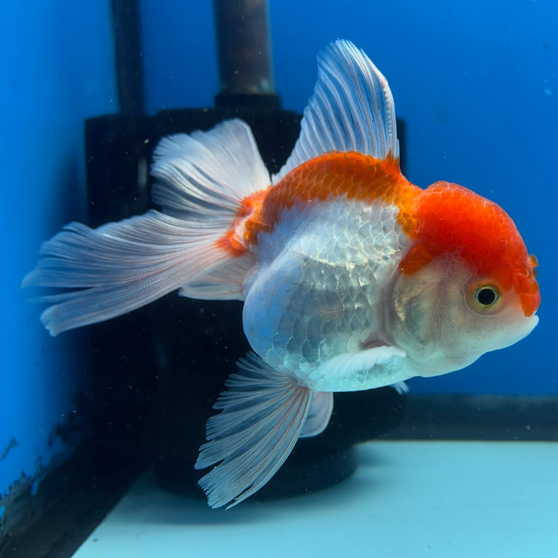 Thai Oranda Red/White 3” Body Female(CK-955)R3B17