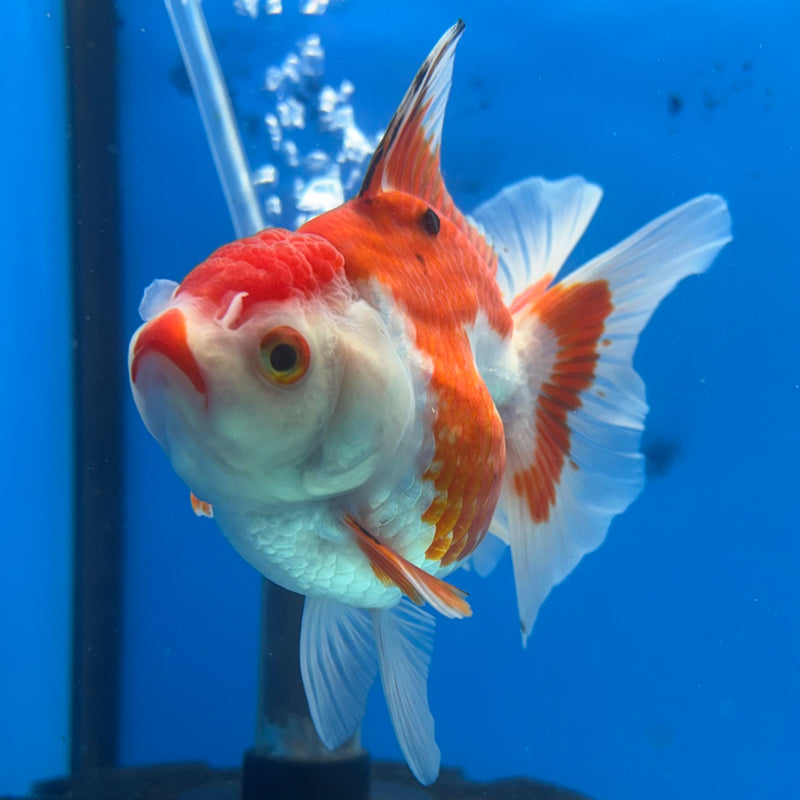 Thai Oranda Tri-Color 3” Body Female(CK-1200)SHOWTANK