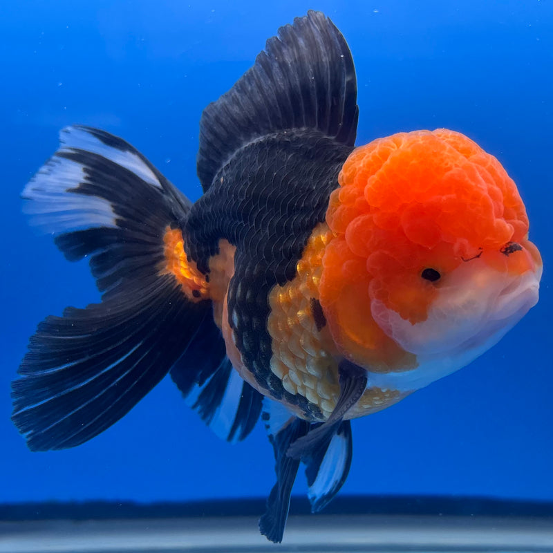Thai Oranda Panda 3.5” Body Male(CK-1374)R1B11