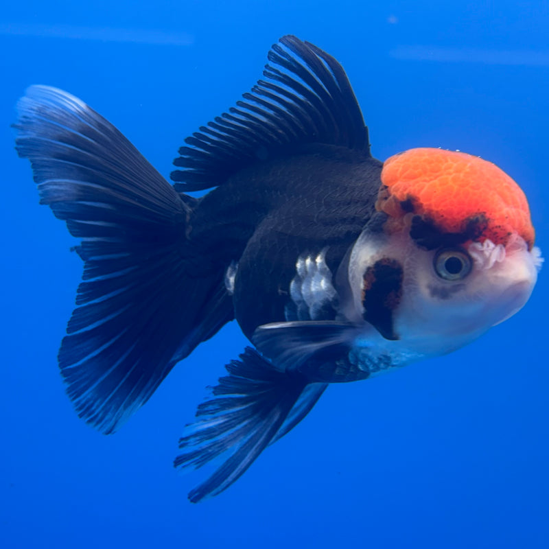 Thai Oranda Tri-Color 3” Body Female(CK-790)R1A10