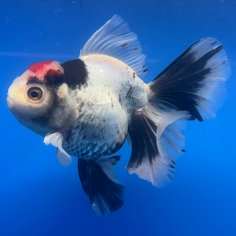 Thai Oranda Tri-Color 4” Body Female(CK-819)R1A07