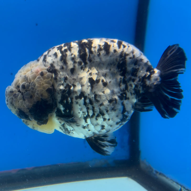 Thai Ranchu White Tiger 4” Body Male(BIN-CK-1039)R1BLUETUB2
