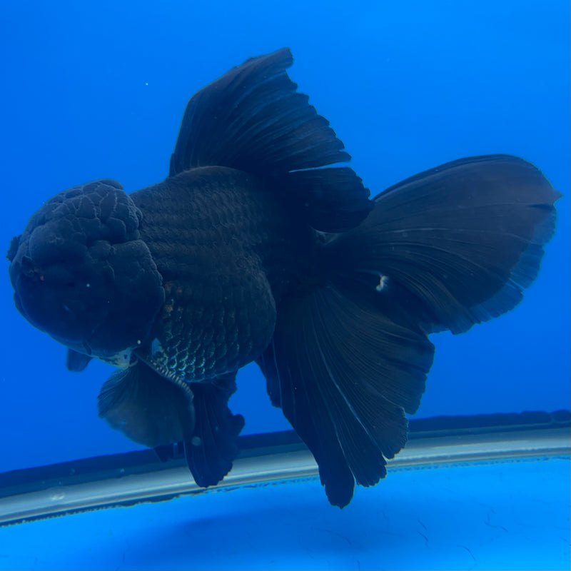 Thai Oranda Full Black 4” Body Male(CK-821)R1A09