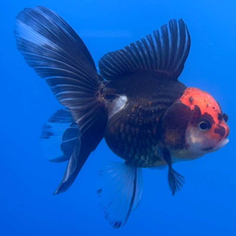 Thai Oranda Tri-Color 2.5” Body Female(CK-1251)R3B08