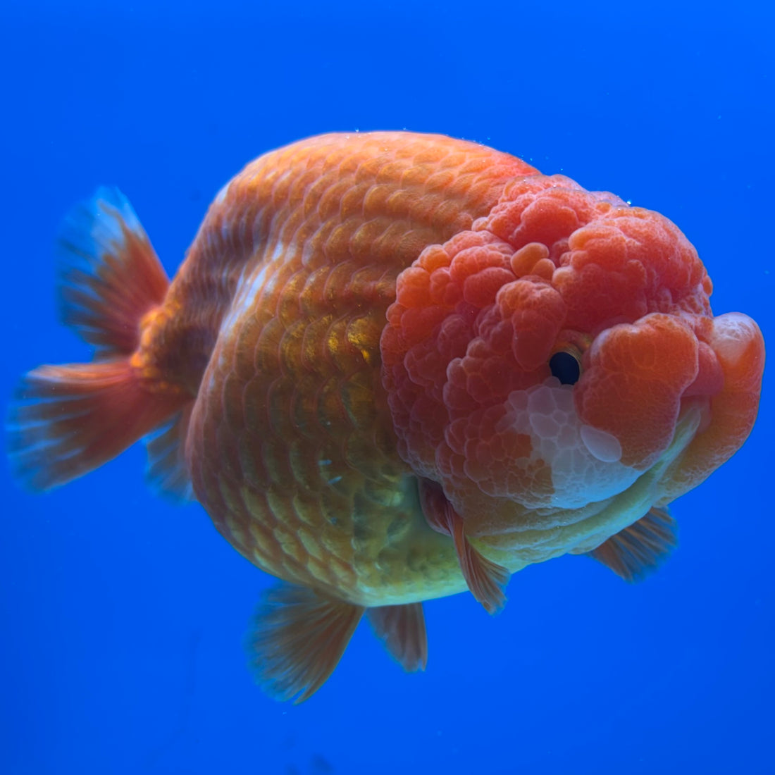 Thai Ranchu JUMBO Full Red 4.5” Body Female(CK-1315)SHOWTANKB