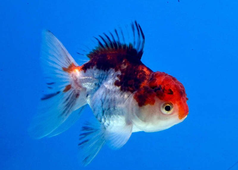 Thai Oranda Tri-Color 2.5” Female (FEB-271)R3A09
