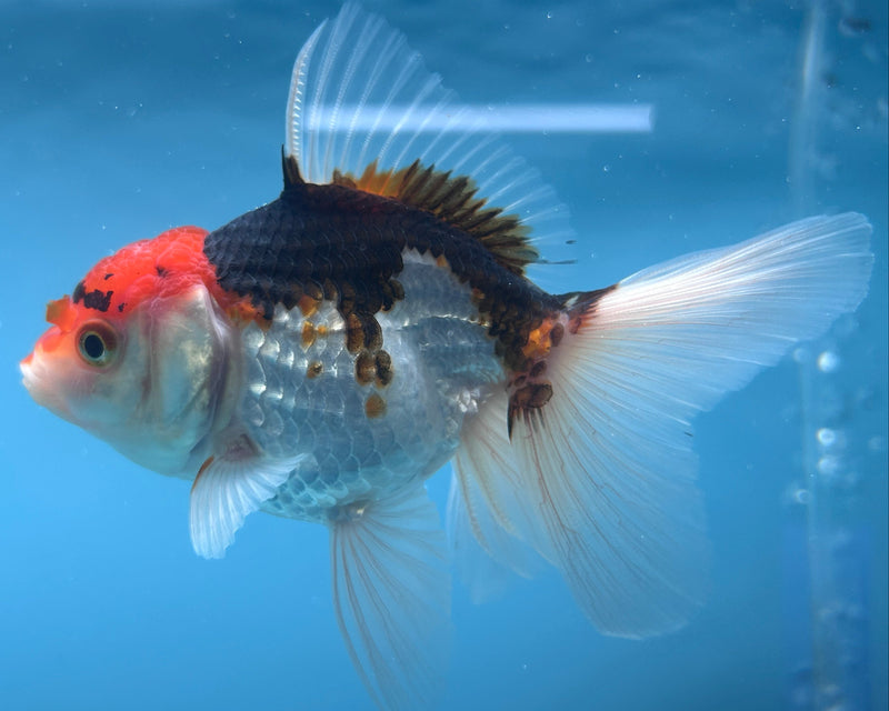 Thai Tri-Color Oranda 2.5”Body Male (JCD-043)R4C02