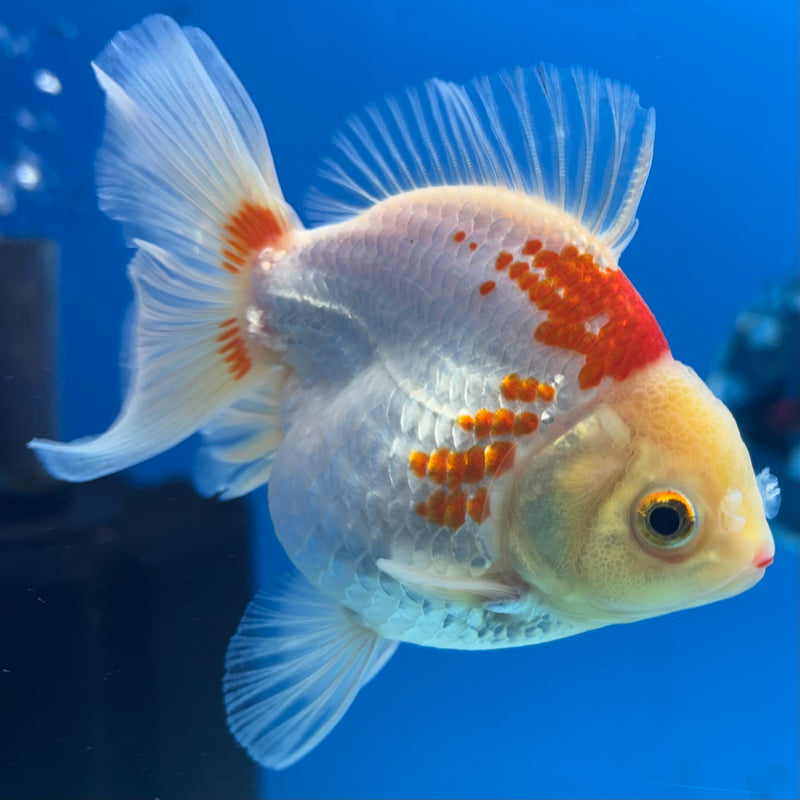 Thai Oranda Lemon Head Red/White 2.5” Body Female(CK-852)R3B18