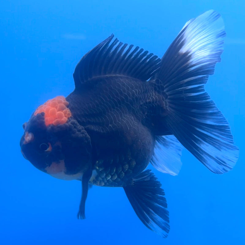Thai Oranda Black Body Red Cap 3” Body Female(CK-657)R1A12