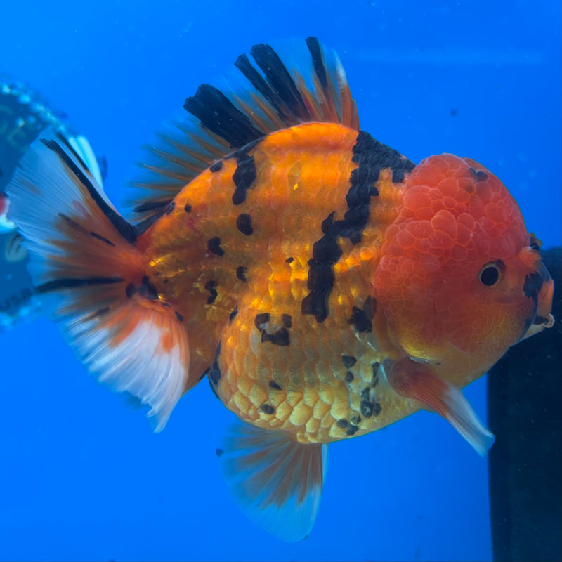 Thai Oranda Calico Tiger 3.5” Body Male(CK-1511)BLUETUB-D