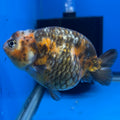 Chinese Ranchu Calico 4” Body Female(CK-1464)BLUETUBC