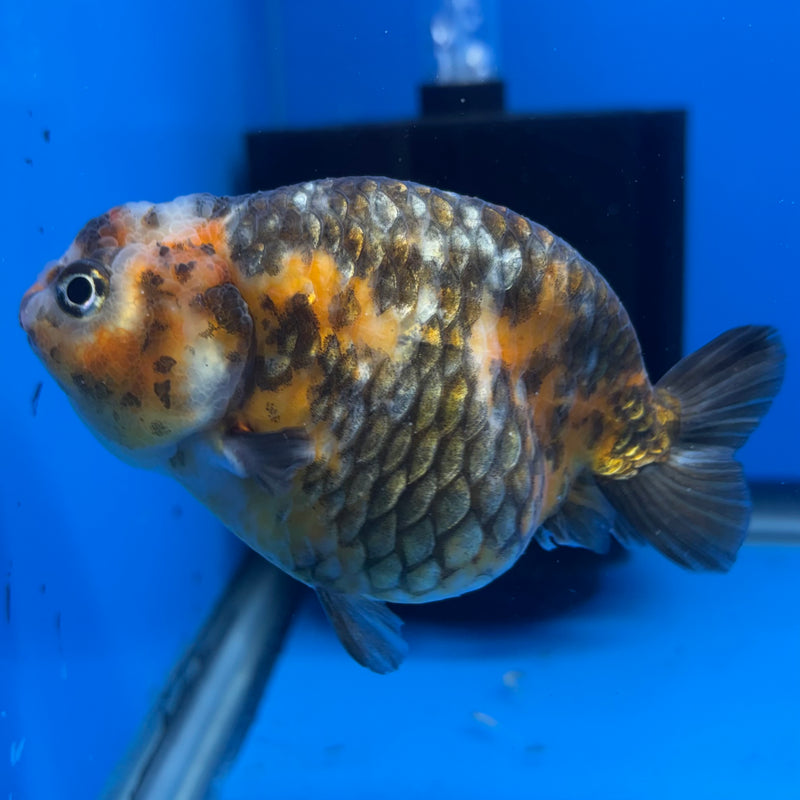Chinese Ranchu Calico 4” Body Female(CK-1464)R2A09