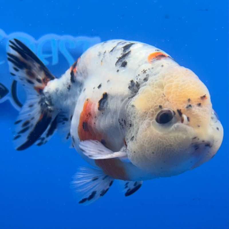 Thai Ranchu Tri-Color Calico 3.5” Body Male(CK-938)R2C03