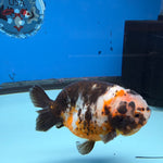 Chinese Ranchu Tiger Calico 3.5 Male (FEB-279)BLUETUBC