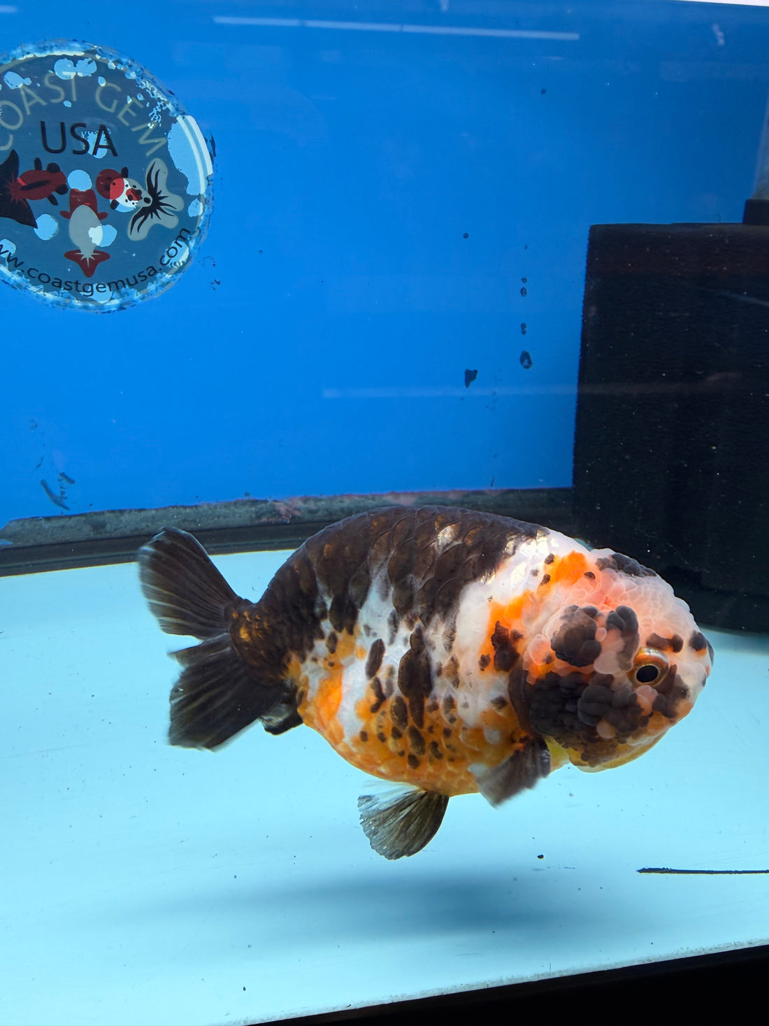 Chinese Ranchu Tiger Calico 3.5 Male (FEB-279)BLUETUBC