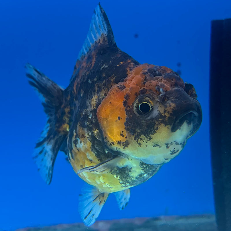 Thai Oranda Calico 3” Body Female(CK-1499)R3A05