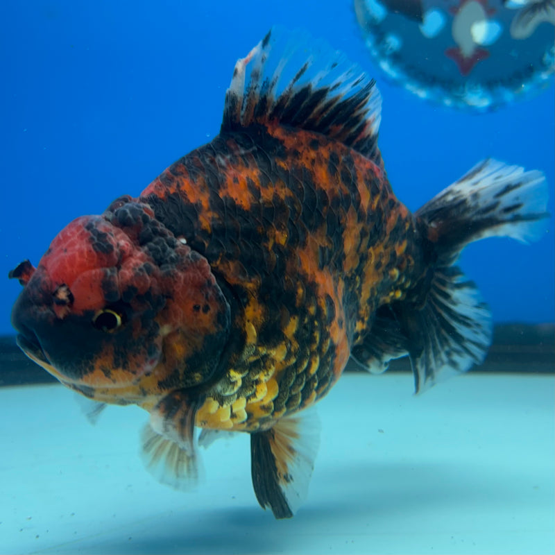 Thai Oranda Calico Tiger 3.5” Body Male(CK-1514)BLUETUB-D