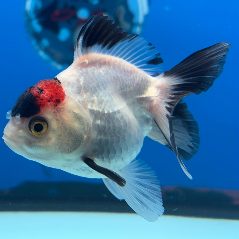 Thai Oranda NOK Tri-Color 2.5” Body Female(NOK-CK-1183)R3B15