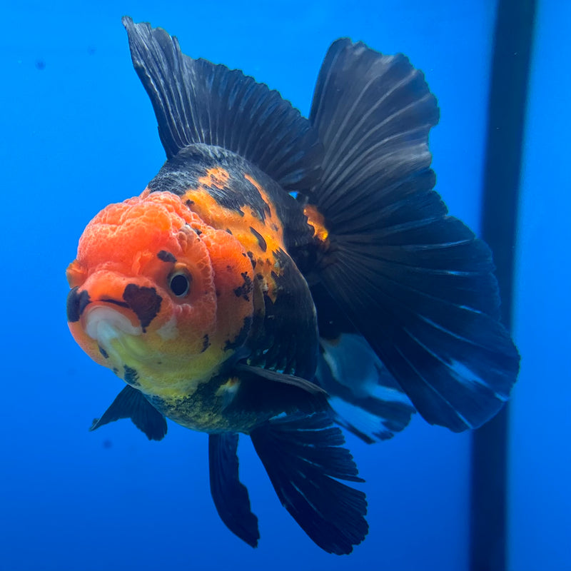 Thai Oranda Apache 3” Body Female(CK-847)R3B19