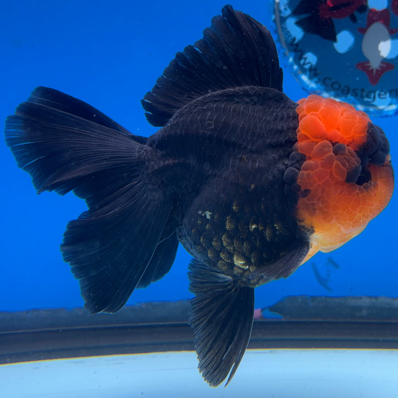 Thai Oranda Apache 3.5" Male(CK-1534)R2A06