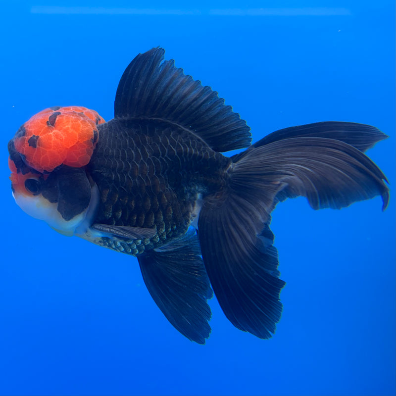 Thai Oranda Tri-Color 3” Body Male(CK-708)R1A05