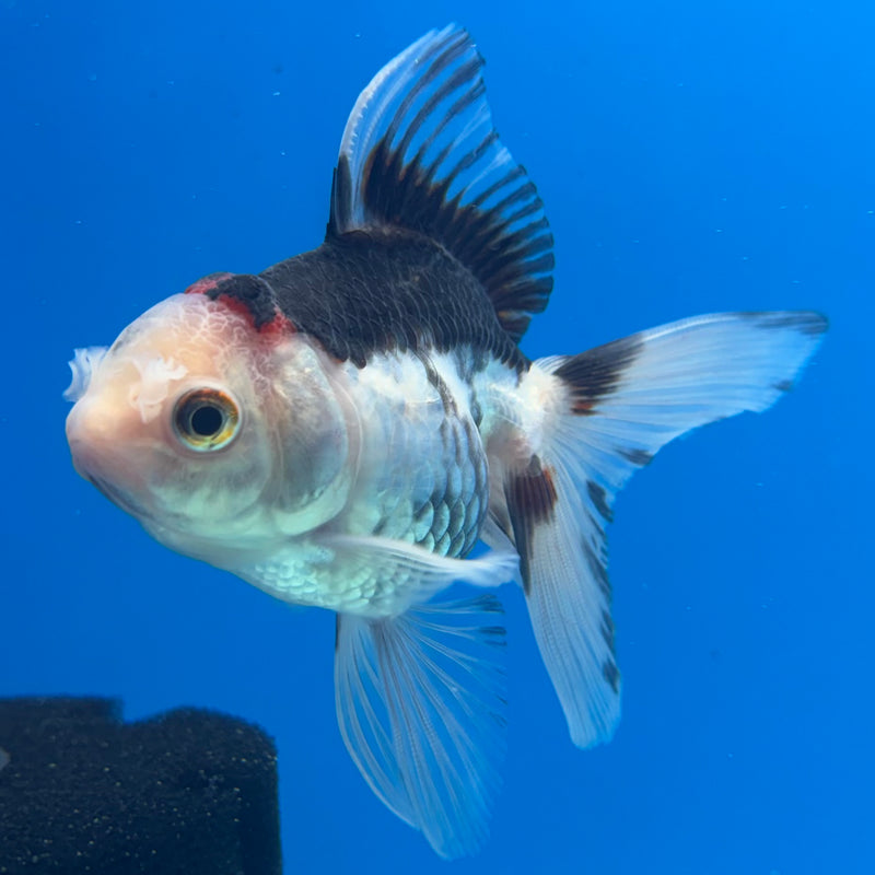 Thai Oranda Tri-Color 2.5” Body Female(CK-1014)R3B15