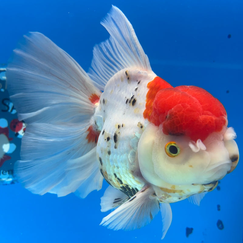 Thai Oranda Tri-Color 4” Body Female(CK-1493)R2B20