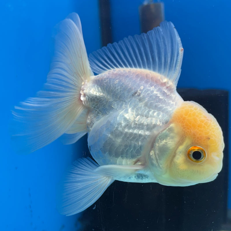 Thai Oranda Lemon Head White 3” Body Male(CK-988)R3B07