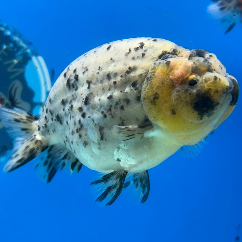 Premium Fancy Goldfish Ranchu White Tiger 3.5” Body (JCD-188)R2C05