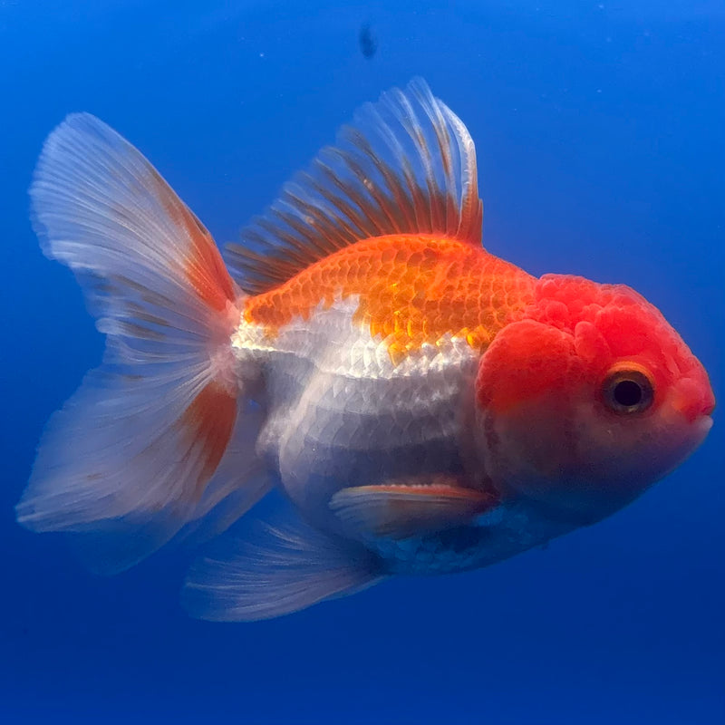 Thai Oranda Red/White 2.5” Body Male(CK-1264)R3B13