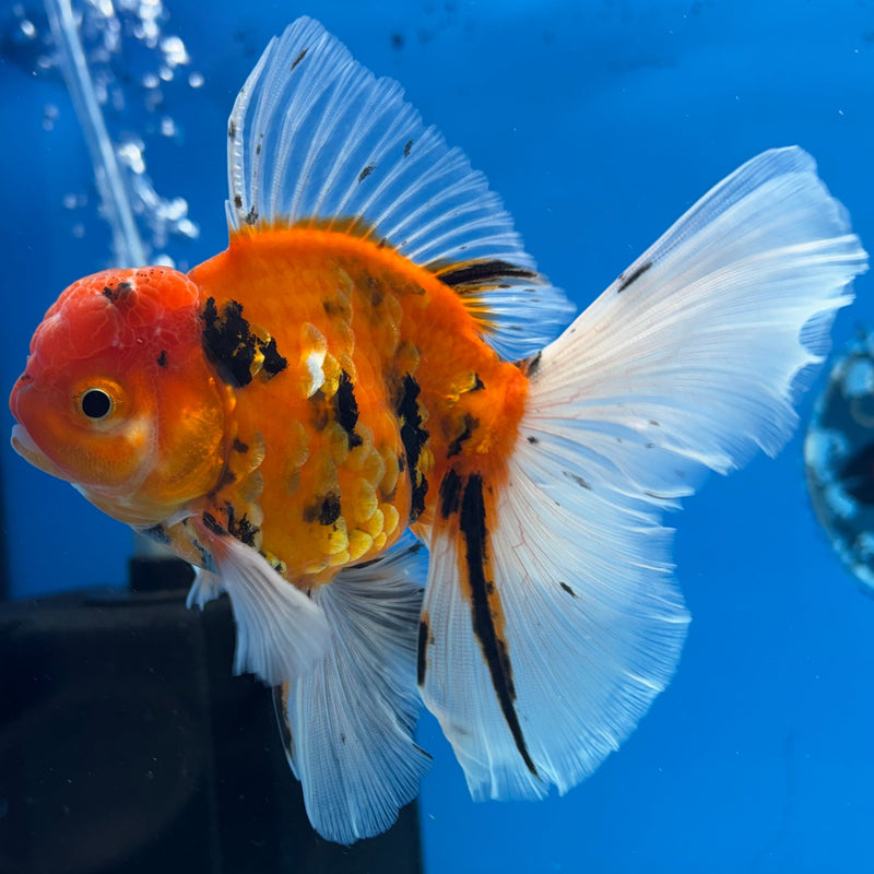 Thai Oranda Red Calico 3” Body Male(CK-617)R1B02