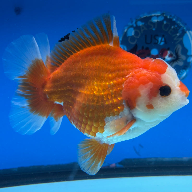 Thai Oranda Red/White 4" Male(CK-1535)R2A06