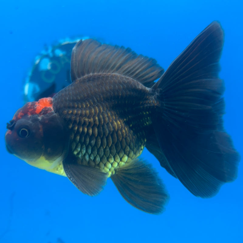 Thai Oranda Black Body Red Cap 3” Body Male(CK-1408)R1B09