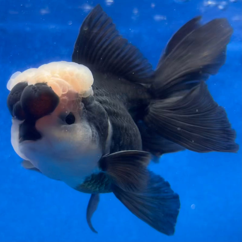 Thai Oranda Panda 3” Body Male(CK-1216)R1A09