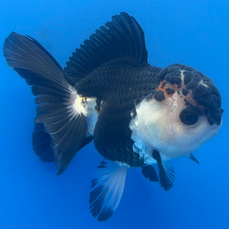 Thai Oranda Panda 3” Body Female(CK-664)R1A10