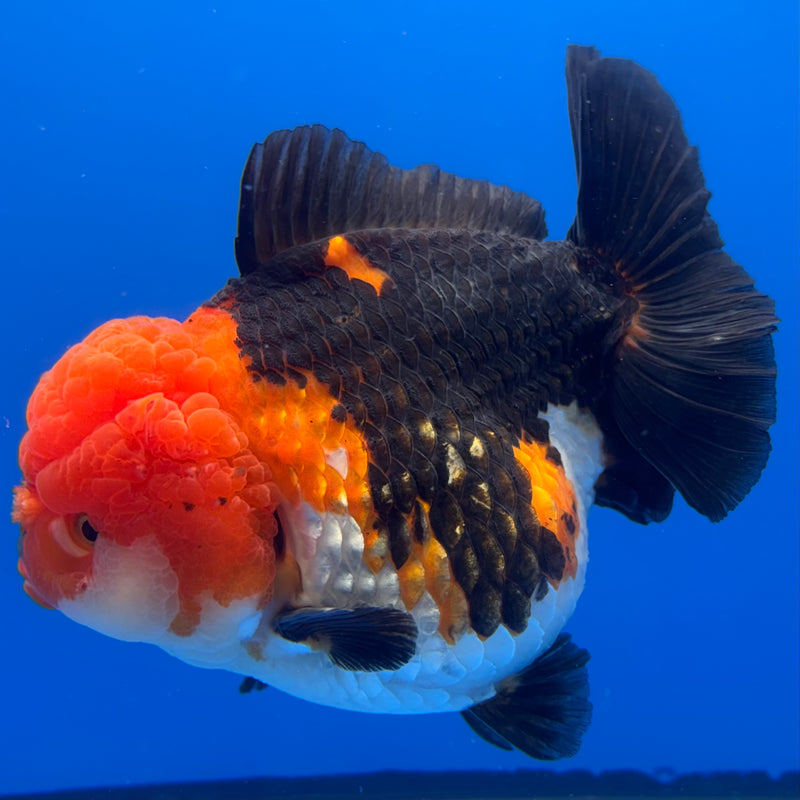 Thai Premium Jumbo Oranda Yuanbao Apache 4.5” Body Female(CK-775)R1BlueTub4