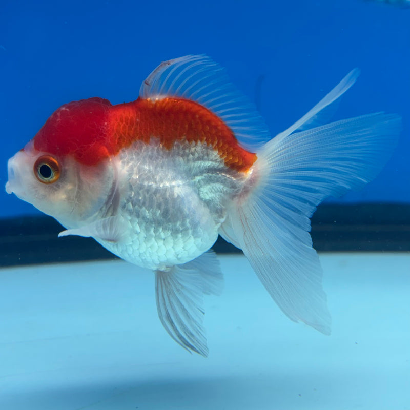 Thai Oranda Red/White 2.5" Female(CK-1529)R3B13